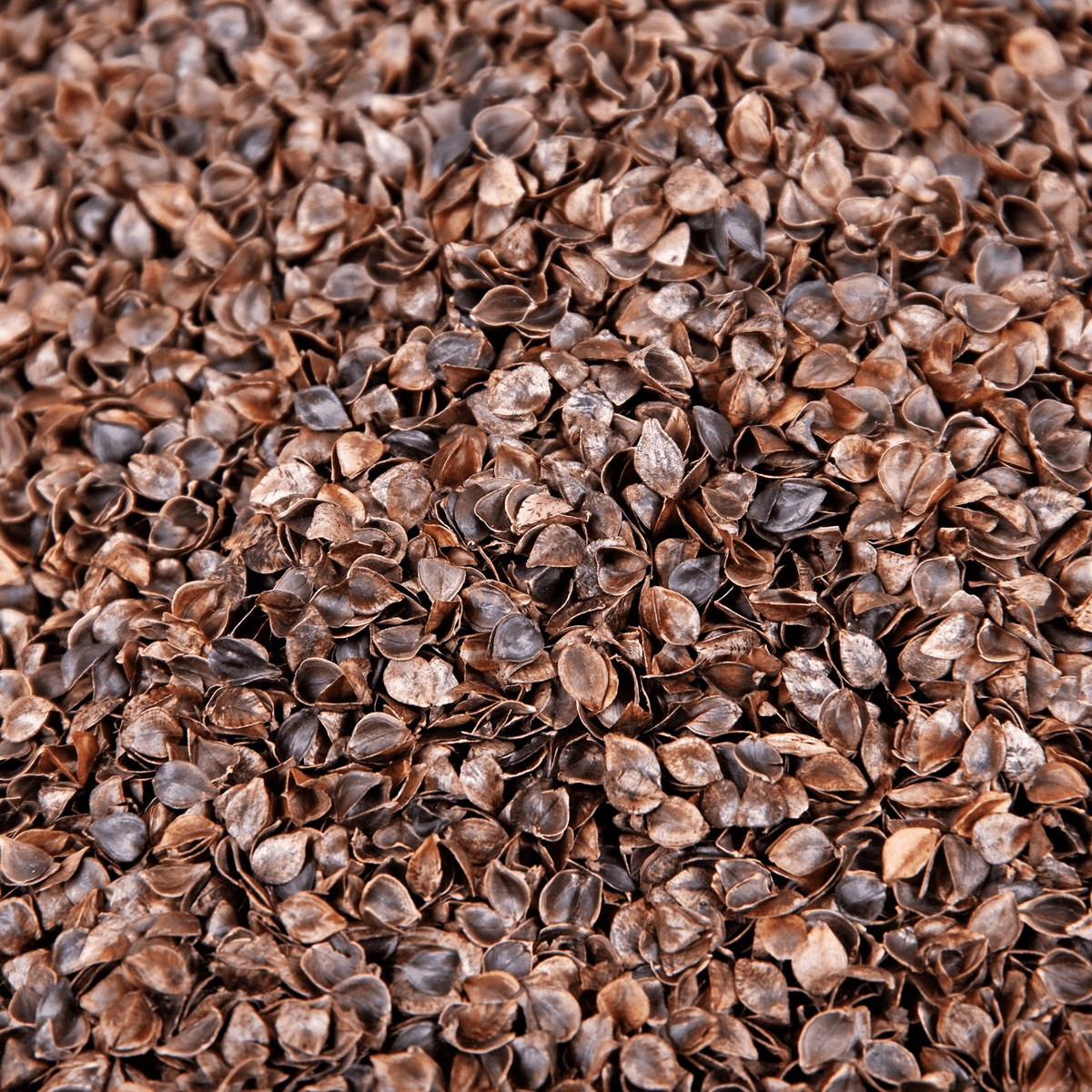 Organic Buckwheat Husk Free UK Delivery
